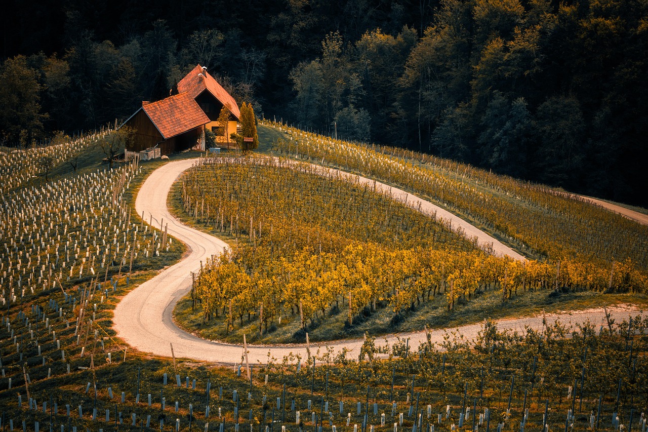 Old World vs New World Wine