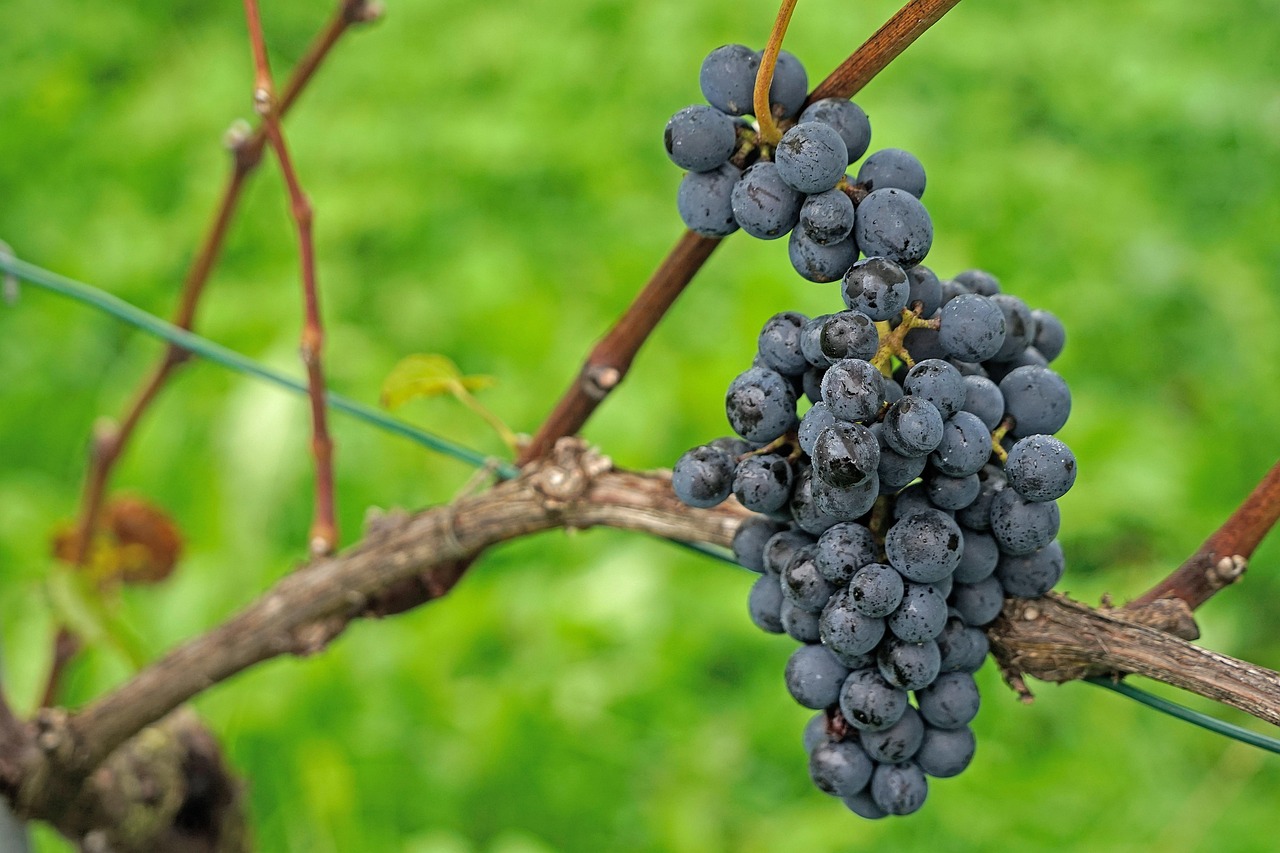 Pinot Noir: A Beginner's Guide