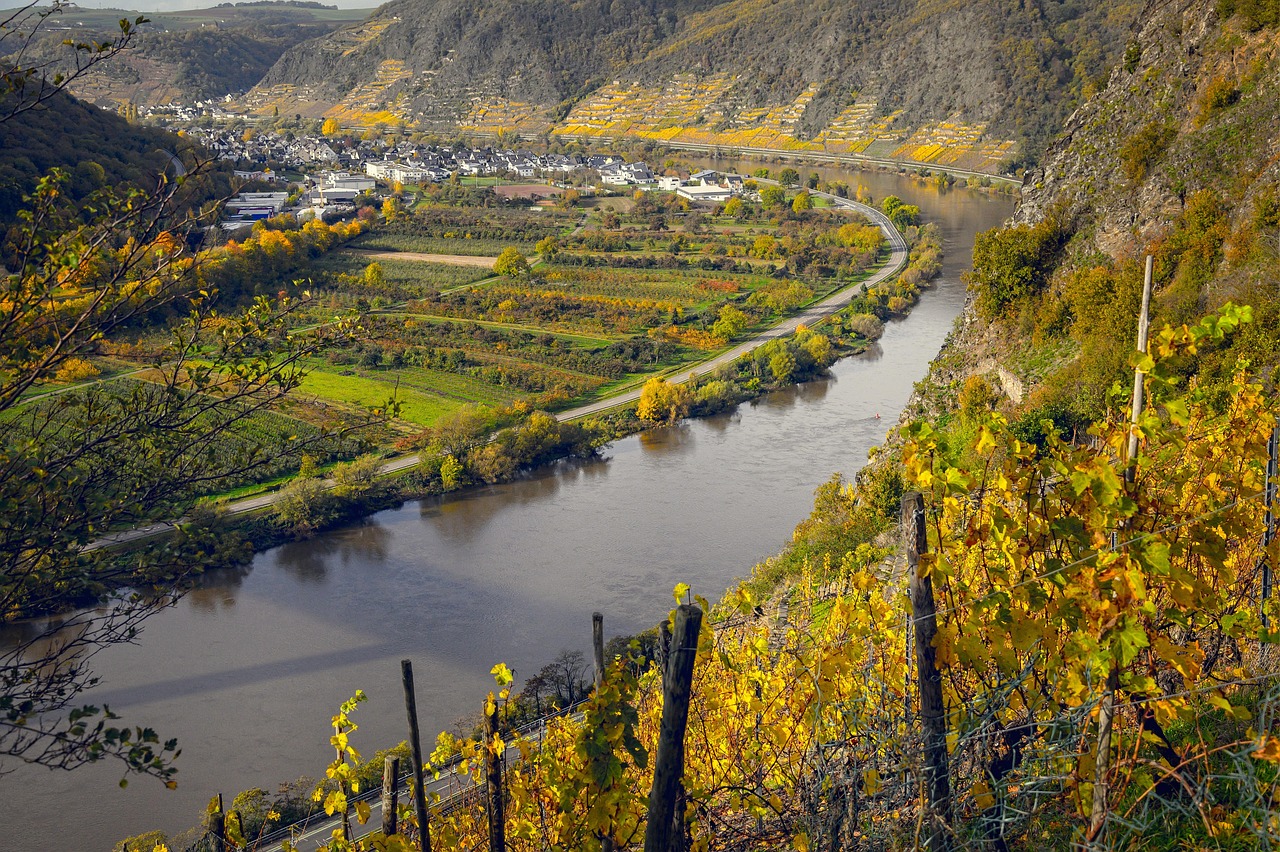 Riesling, Explained