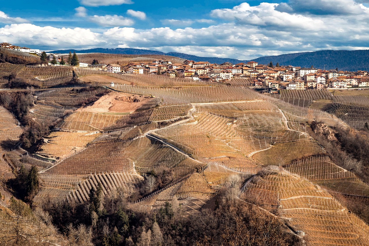Swiss Grape Varieties to Know