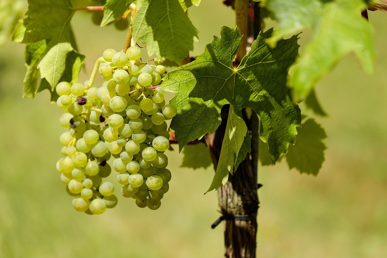 Vinho Verde & the Wines of Portugal