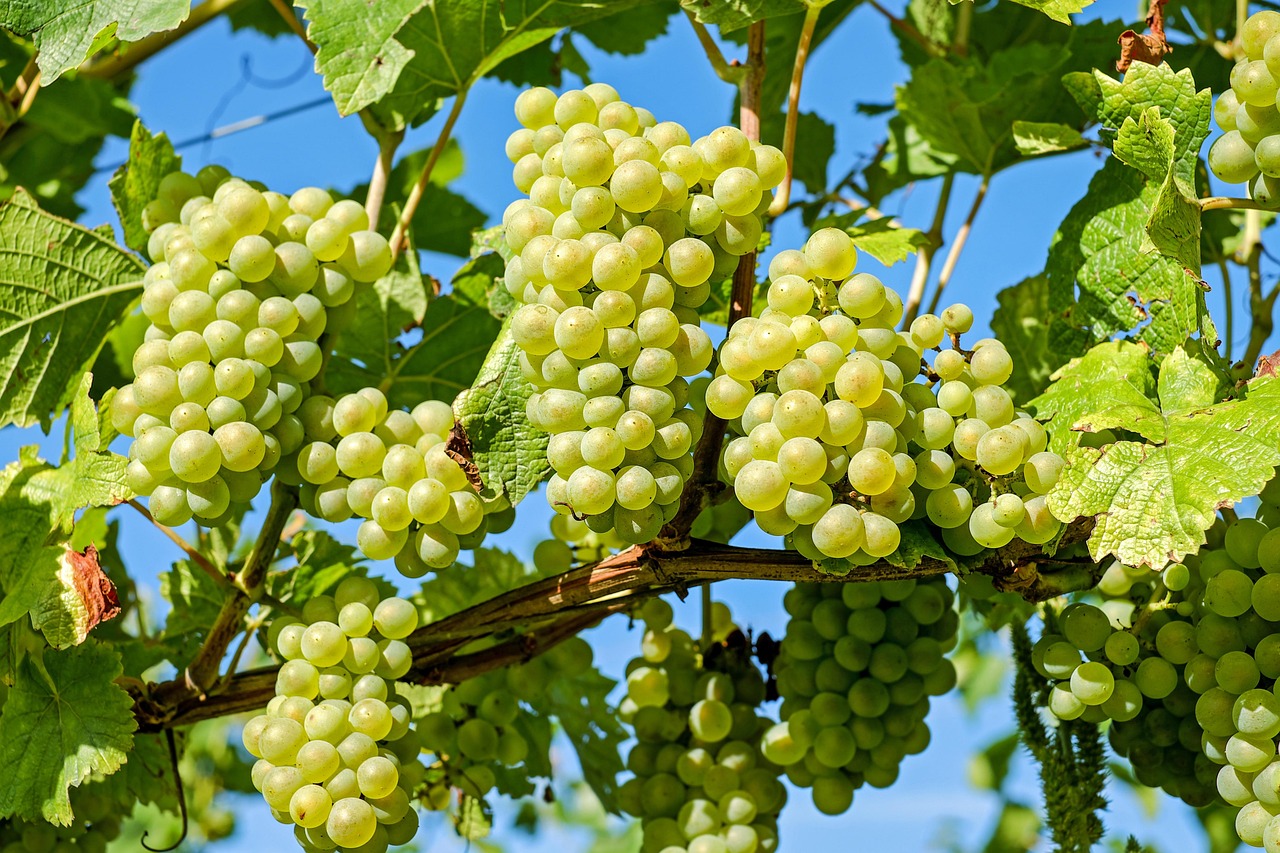 Wine Grapes Explained: Key Varieties